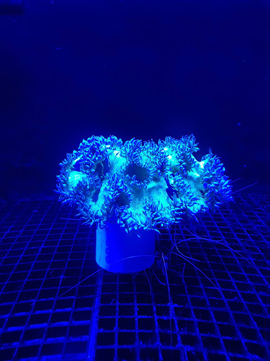 Aquarium «Fish Collection Inc», reviews and photos, 1609 NE 163rd St, North Miami Beach, FL 33162, USA