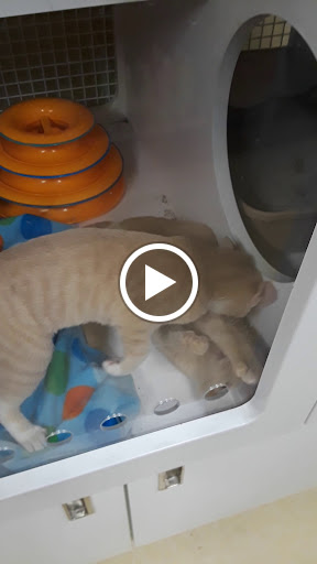 Pet Supply Store «PetSmart», reviews and photos, 3 McKenna Rd, Arden, NC 28704, USA