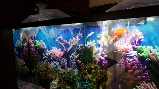 Pet Store «Exotic Fish», reviews and photos, 406 Northside Dr # F, Valdosta, GA 31602, USA