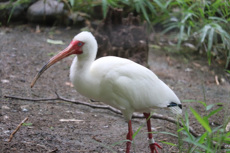 多摩動物公園 トキ舎