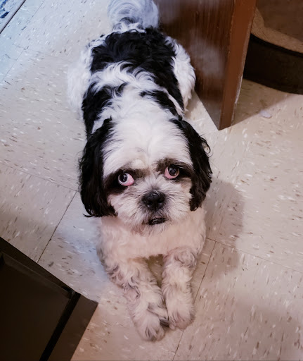 Pet Store «Petland Discounts - LI City», reviews and photos, 34-60 48th Ave, Queens, NY 11101, USA