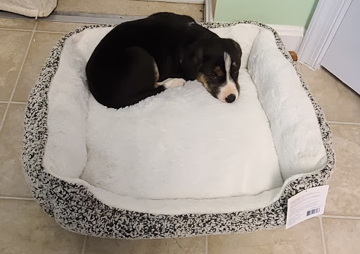 Pet Supply Store «PetSmart», reviews and photos, 24570 Dulles Landing Dr, Sterling, VA 20166, USA