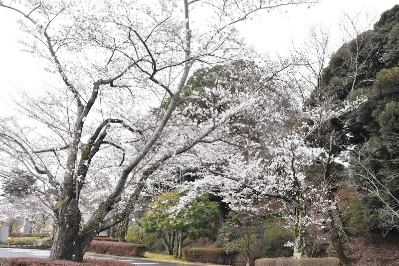 偕楽園 桜山エリア