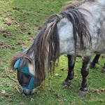 Photo n°9 de l'avis de Allie.o fait le 05/07/2022 à 04:25 sur le  Landhotel Weihermühle à Herschberg