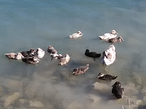 Park «Manila Creek Park», reviews and photos, 706 W 3300 N, Pleasant Grove, UT 84062, USA