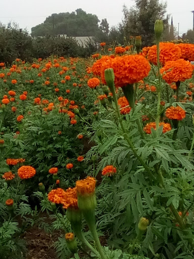 Community garden Riverside