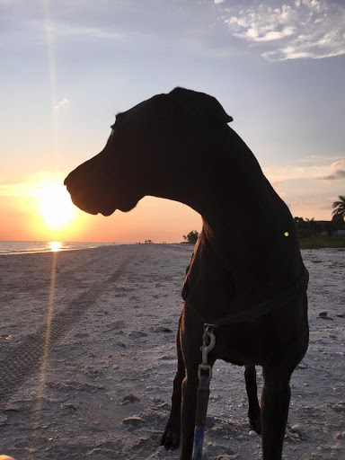 Pet Supply Store «Island Paws», reviews and photos, 630 Tarpon Bay Rd # 5, Sanibel, FL 33957, USA