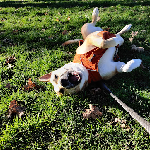 Park «Shadywood Park», reviews and photos, 535 NE 24th Ave, Hillsboro, OR 97124, USA