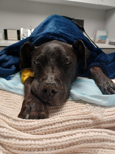 Inland Valley Veterinary Specialists image