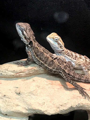 Pet Supply Store «PetSmart», reviews and photos, 3050 Middle Country Rd, Nesconset, NY 11767, USA