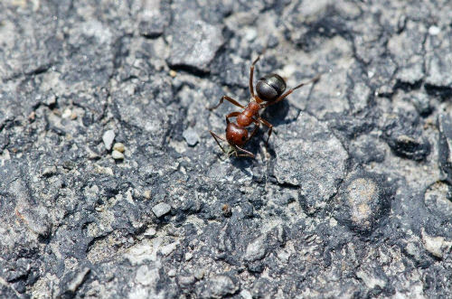 Pest control bedbugs Minneapolis