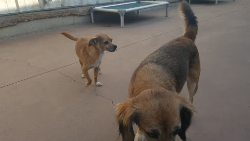 Dog Day Care Center «Animal Resorts», reviews and photos, 1625 Louisville Rd, Frankfort, KY 40601, USA