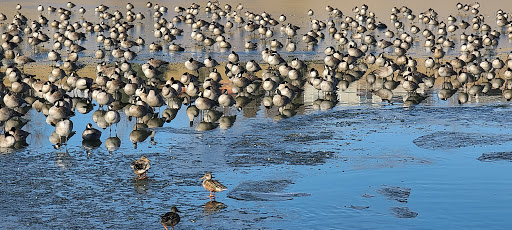 Park «Carpenter Park», reviews and photos, 3498 E 112th Ave, Thornton, CO 80233, USA