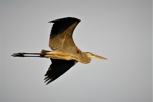 Tourist Attraction «Shark Valley Tram Tours», reviews and photos, 36000 SW 8th St, Miami, FL 33194, USA