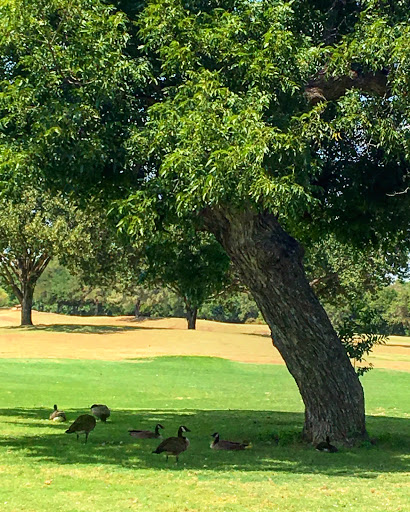 Golf Course «Riverchase Golf Course», reviews and photos, 700 Riverchase Dr, Coppell, TX 75019, USA