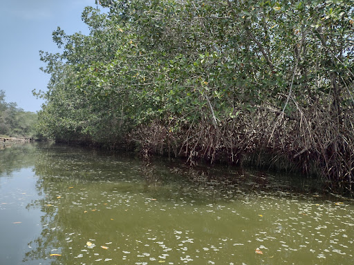 Santuario Nacional Los Manglares de Tumbes