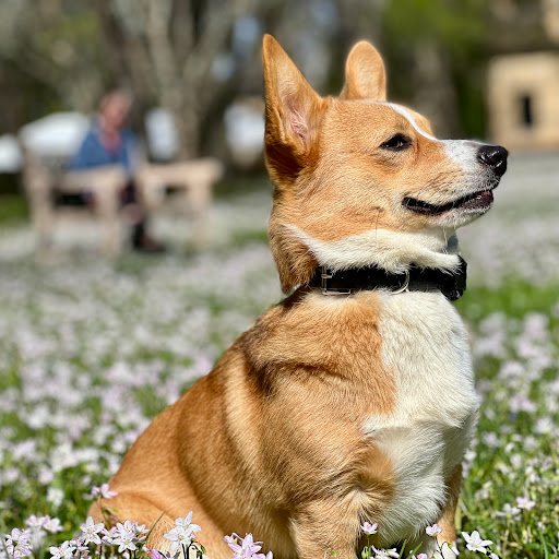 Museum «Ashland - The Henry Clay Estate», reviews and photos, 120 Sycamore Rd, Lexington, KY 40502, USA