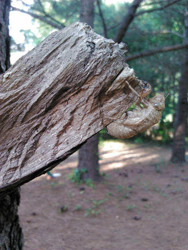 Recreation Center «J.P. Moseley Recreation Center-North Henry Tigers», reviews and photos, 1041 Millers Mill Rd, Stockbridge, GA 30281, USA