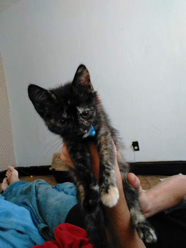 Department Store «Walmart Supercenter», reviews and photos, 1195 Barrett Blvd, Henderson, KY 42420, USA