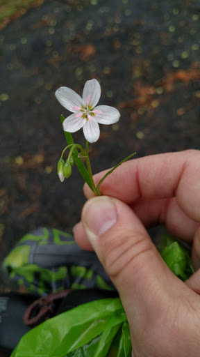 Park «Brookdale Park», reviews and photos, 473 Watchung Ave, Bloomfield, NJ 07003, USA