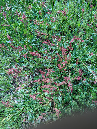 History Museum «Forest History Center», reviews and photos, 2609 Co Rd 76, Grand Rapids, MN 55744, USA