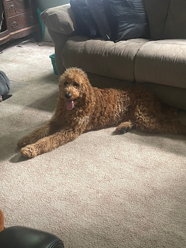 Photo of P L Plumbing