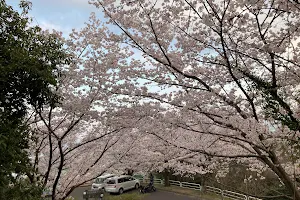 Sakura 🌸 cherry blossom trees image