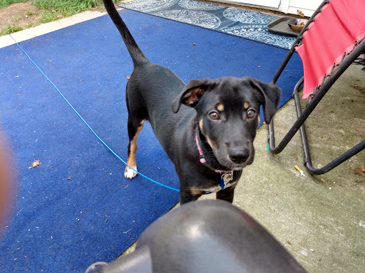 Animal Protection Organization «Missaukee Humane Society», reviews and photos