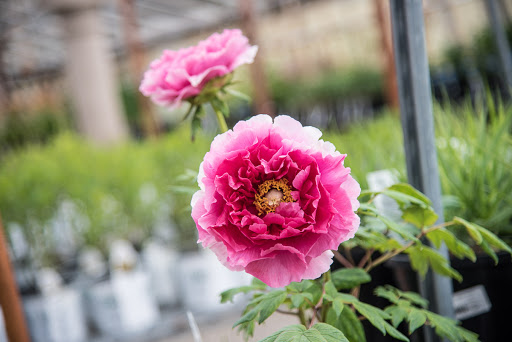 Plant Nursery «Goldner Walsh Garden and Home», reviews and photos, 559 Orchard Lake Rd, Pontiac, MI 48341, USA