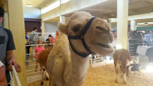 Stadium «Cotton Bowl Stadium», reviews and photos, 3750 The Midway, Dallas, TX 75215, USA