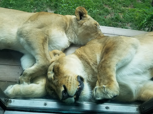 Park «Delaware Park», reviews and photos, Meadow Dr, Buffalo, NY 14214, USA