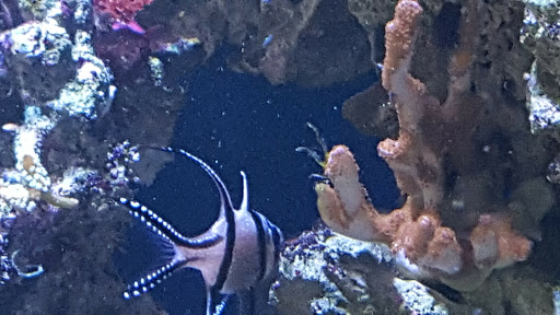 Pet Store «M V Pets», reviews and photos, 7429 S Westnedge Ave, Portage, MI 49002, USA