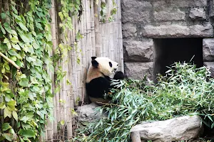 Beijing Zoo image