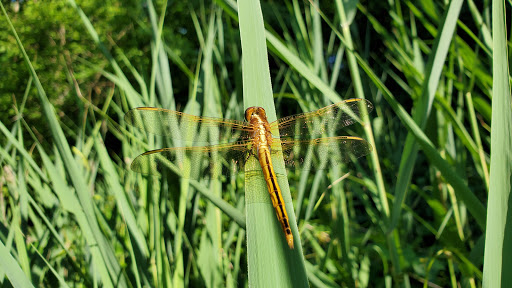 Park «Eastern Regional Park», reviews and photos, 11723 Eastern Ave, Middle River, MD 21220, USA