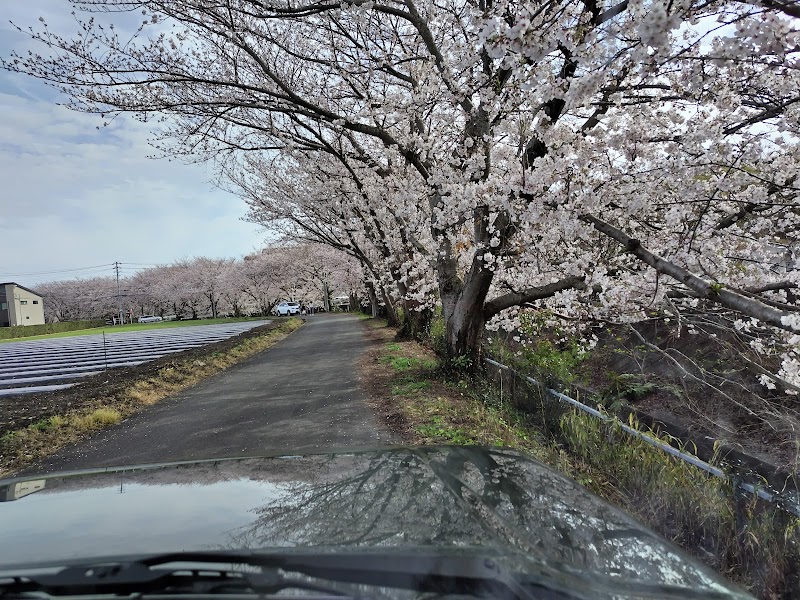 東原桜並木
