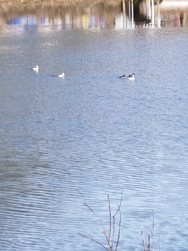 State Park «Abigail Adams State Park», reviews and photos, 770 Bridge St, Weymouth, MA 02188, USA