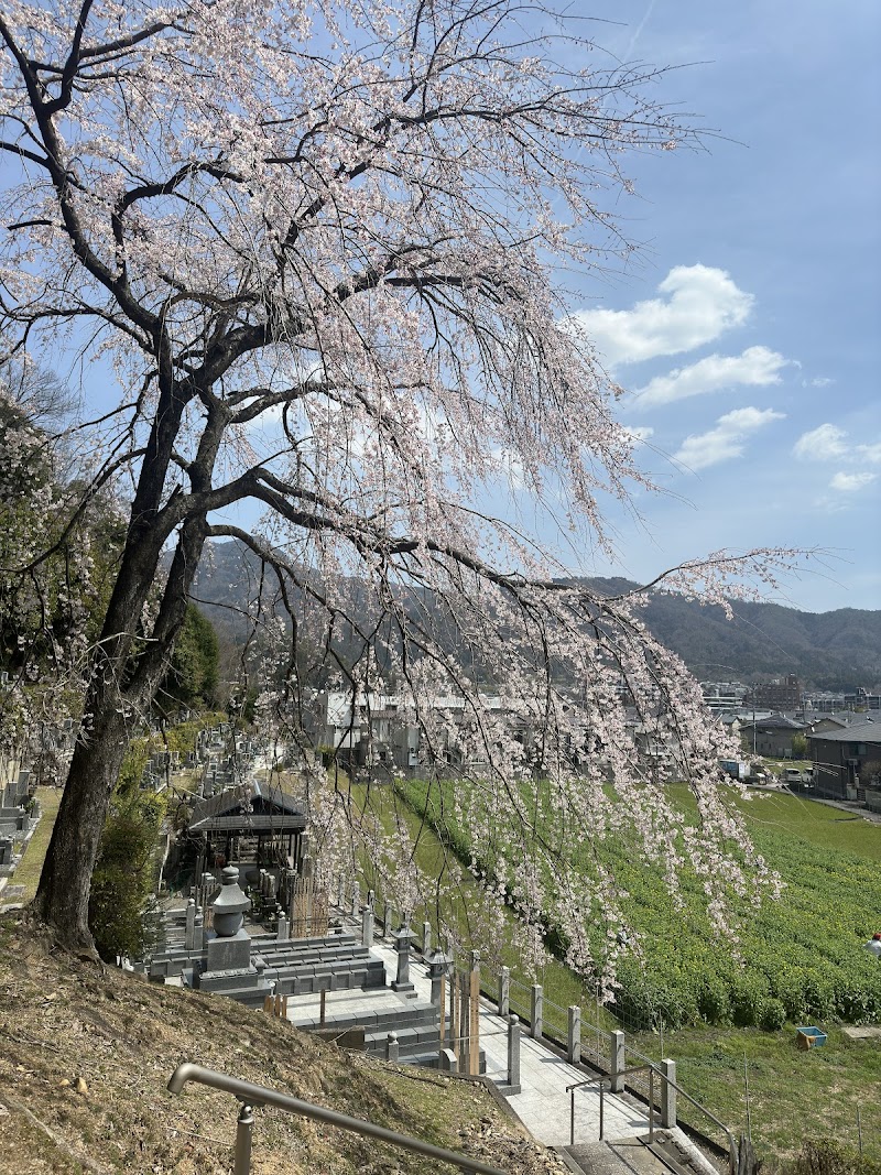 Shidare Cherry Blossom Tree