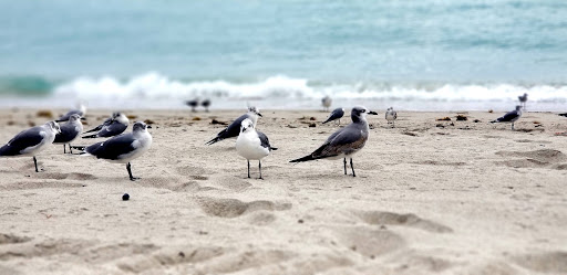 Park «Heritage Park», reviews and photos, 19200 Collins Ave, Sunny Isles Beach, FL 33160, USA