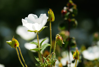 Catherine Cronel, Conseillère Fleurs de Bach à Labenne