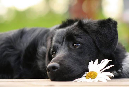 Cremazioni e sepolture per cani a Sleeping Pet - Onoranze funebri per animali d'affezione