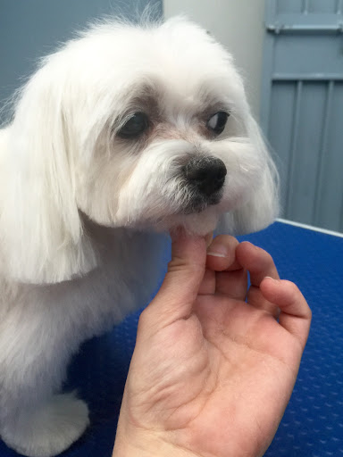 Pet Store «Doggy Dog World Inc», reviews and photos, 2552 Coney Island Ave, Brooklyn, NY 11223, USA