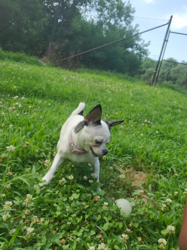 Park «Paws Place Dog Park», reviews and photos, Broadfield Rd, New Rochelle, NY 10804, USA