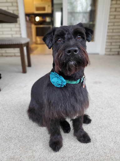 Pet Supply Store «Brown Dog Bakery», reviews and photos, 2310 SE Delaware Ave, Ankeny, IA 50021, USA