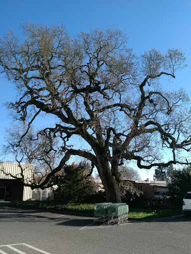 Florist «Sequoia Floral International», reviews and photos, 3245 Santa Rosa Ave, Santa Rosa, CA 95407, USA