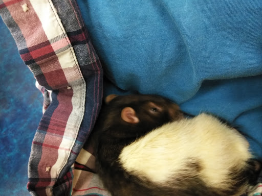 Pet Supply Store «Pet Supermarket, Inc.», reviews and photos, 18445 US-41, Lutz, FL 33549, USA