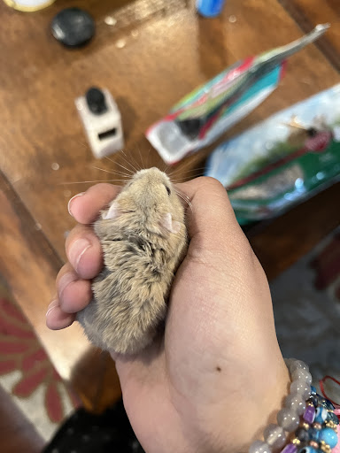 Pet Store «Pet Town», reviews and photos, 7804 Florence Ave, Downey, CA 90240, USA