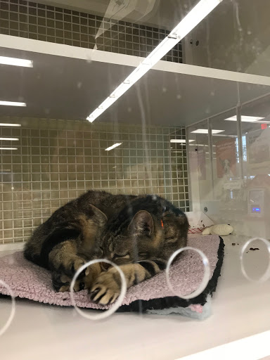 Pet Supply Store «Petco Animal Supplies», reviews and photos, 5120 E Bay Dr, Clearwater, FL 33764, USA