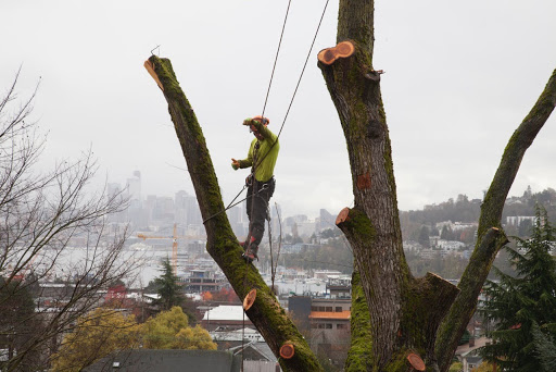 Furniture Store «Urban Hardwoods», reviews and photos, 2101 1st Ave, Seattle, WA 98121, USA