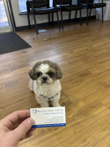 Bellevue Animal Hospital image