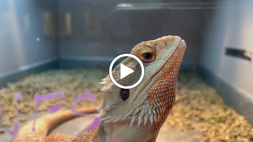 Reptile Store «La Habra Pets», reviews and photos, 1919 W La Habra Blvd, La Habra, CA 90631, USA